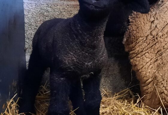 Suffolk lamb