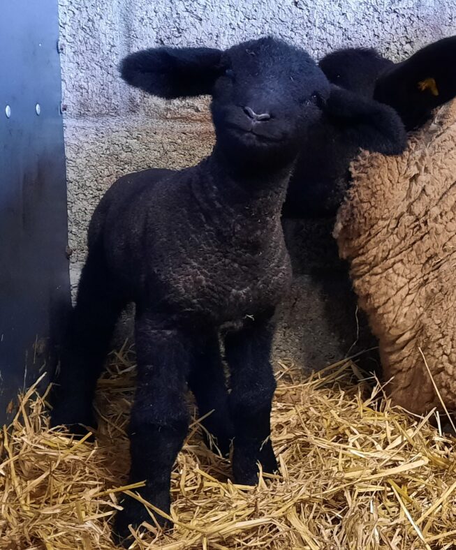 Suffolk lamb