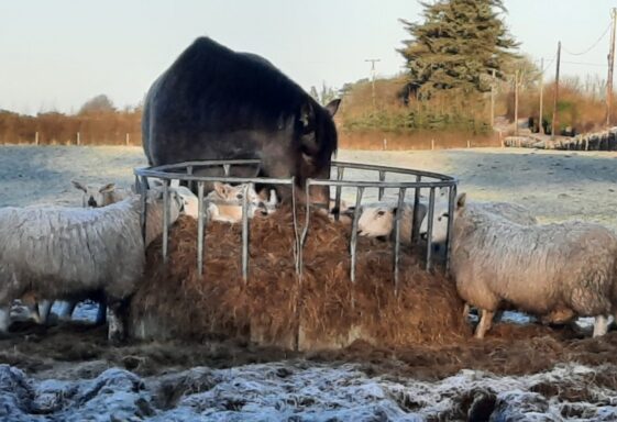 Frosty Menlough Area