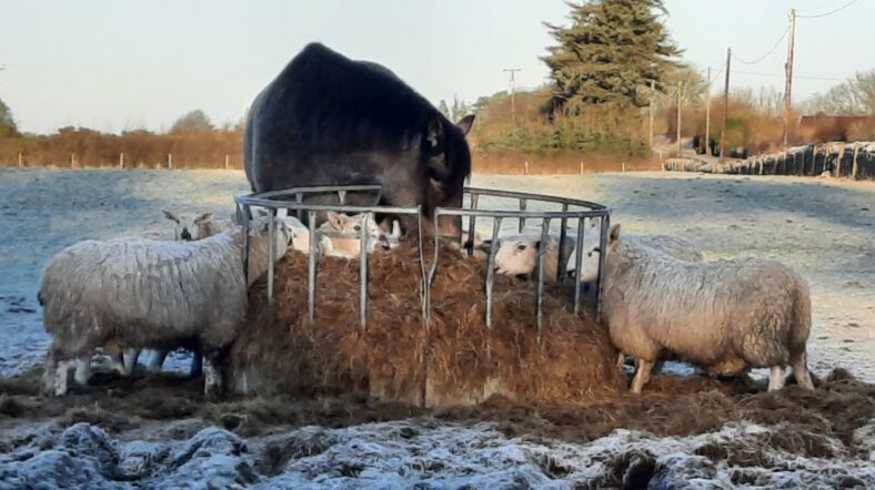 Frosty Menlough Area