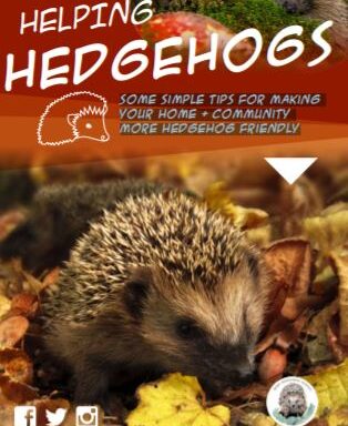 Helping Hedgehogs