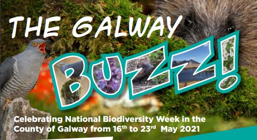 The Galway Buzz Brochure