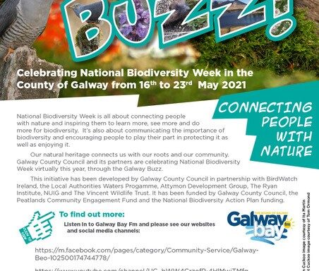 The Galway Buzz