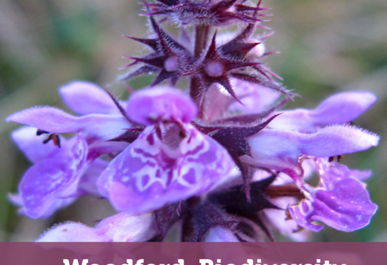Woodford Biodiversity Action Plan