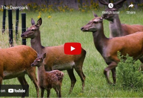 The Deerpark, Loughrea