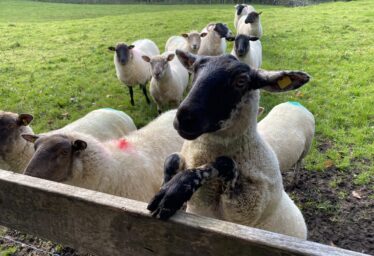 Herding Sheep with a whistle
