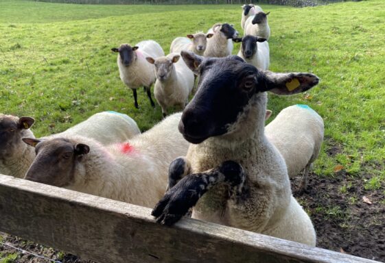Herding Sheep with a whistle