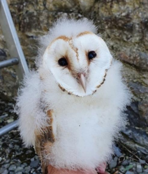 Barn Owl population status and trends