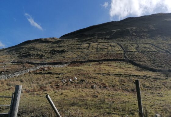 Bohaun