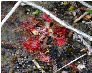 Common Plants of the Bog and its Environs