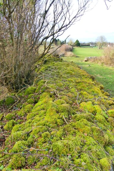 Ballybaun Cashel Moss Covered Wall | Claire Loader