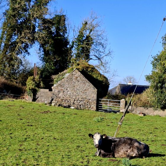 Carrowneany, Templetogher, March 3, 2026 | Gavin O'Toole
