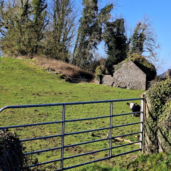 Carrowneany, Templetogher, March 3, 2026 | Gavin O'Toole