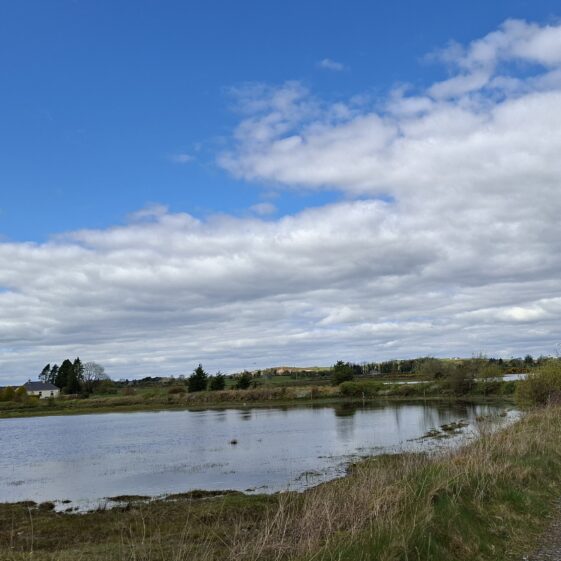 Coothagh, Templetogher (April 20, 2026) | Gavin O'Toole