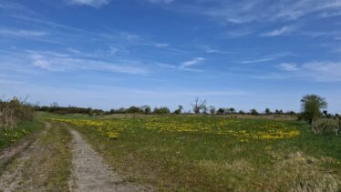Cartron East, Templetogher (April 23, 2026)