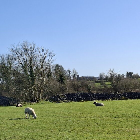 Brierfort, Templetogher March 3, 2026 | Gavin O'Toole
