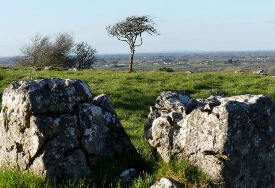 Townlands named after Trees and Woodland