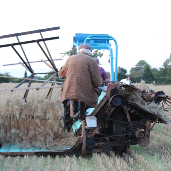 Traditional Cutting of Winter Oats