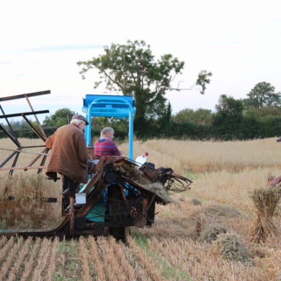 Traditional Cutting Winter Oats