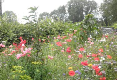 Natural Heritage Action Plan for Abbey
