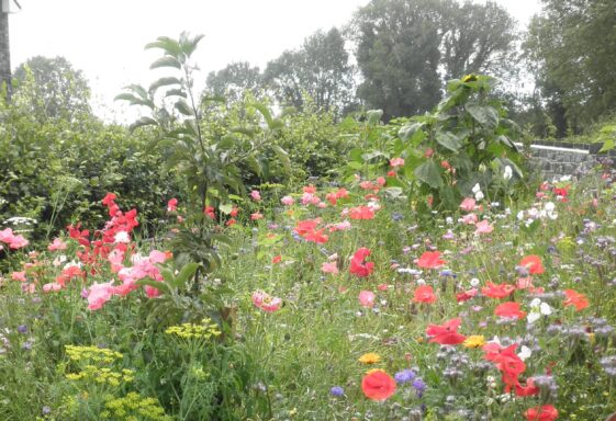 Natural Heritage Action Plan for Abbey