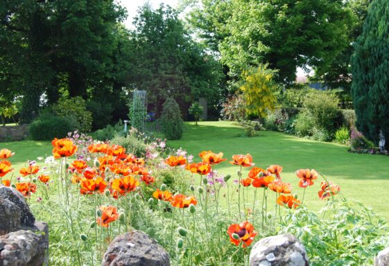 Junie's Garden