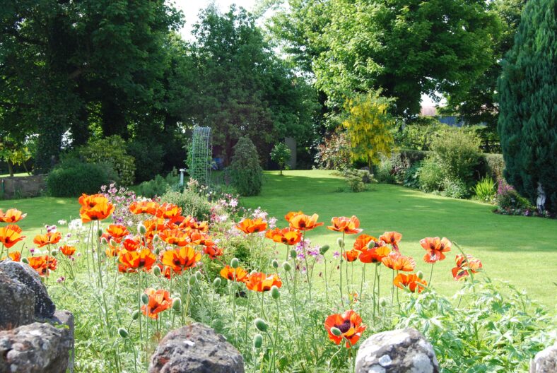 Junie's Garden
