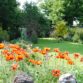 Junie's Garden