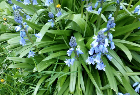 Bluebells in the Spring