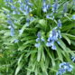 Bluebells in the Spring