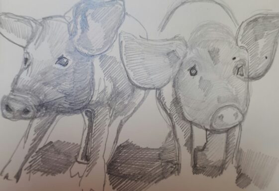 Abbey Pig Market
