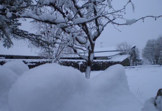 A Blanket of Snow