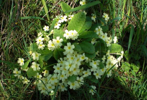Primroses Herald Summer's Arrival