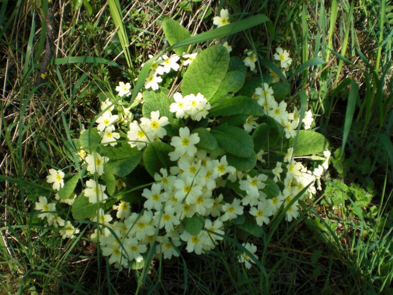 Primroses herald Summer's arrival