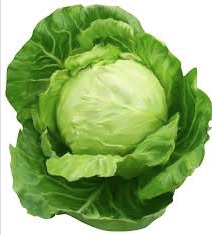 Cabbage |  