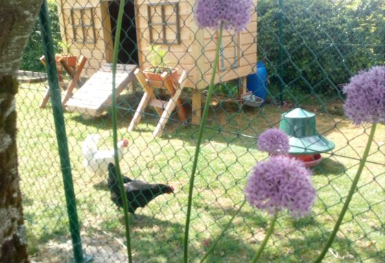 The Community Henhouse
