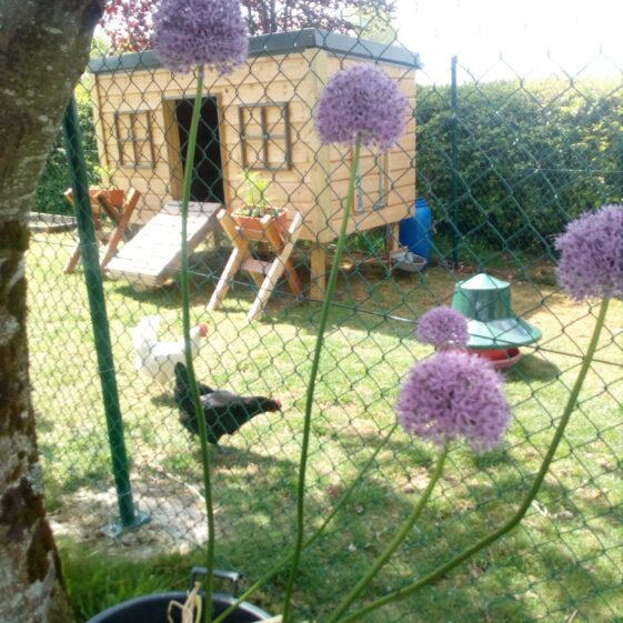 The Community Henhouse