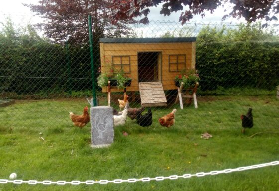 Community Hen House
