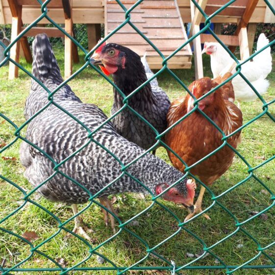 5-Star Community Hen House | Therese Murphy