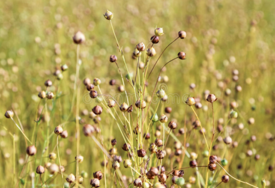 Flax Growers in This Area