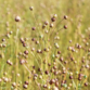Flax Growers in This Area