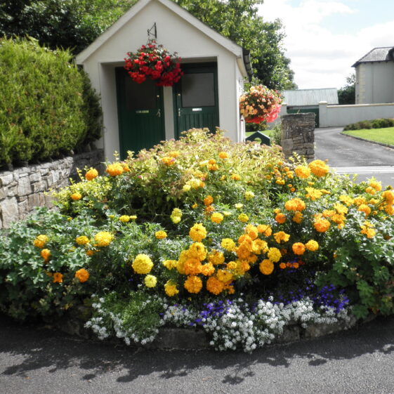 Flowers in Church Car Park 2012 | Annie Fallon