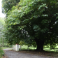 Trees, Abbey and Easter Greeting!