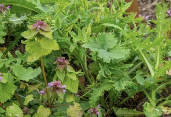 Weeds And Thinning