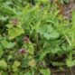 Weeds And Thinning